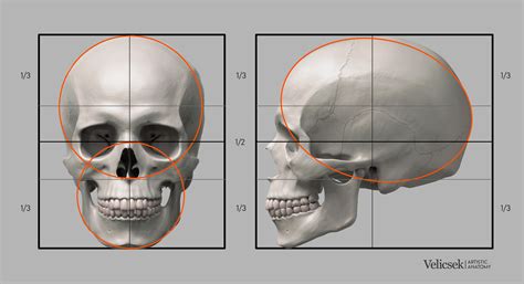 measuring skull thickness|human skull size inches.